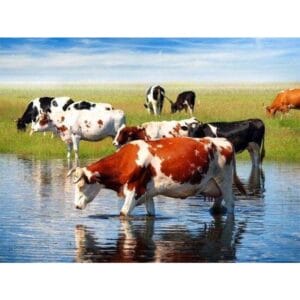 Cows Drinking Water