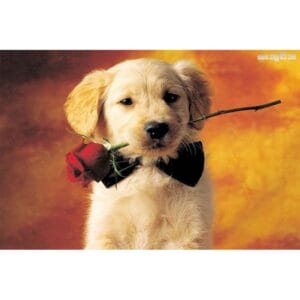 Give me that rose - Cute Dog