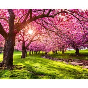 Flowering Trees