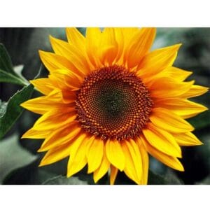 The Beautiful Sunflower