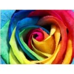 Multicolor Rose