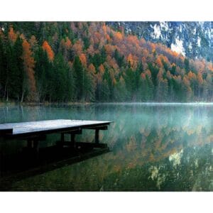 Trees near the Lake