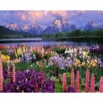 Flower Fields and the Mountains