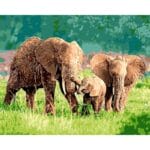 Elephant Family Enjoying