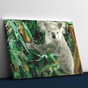 Koala Eucalyptus - Paint By Number