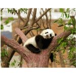 The Lazy Panda