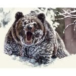 Angry Bear in the Snow