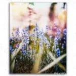 Purple Flowers in Fields