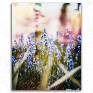 Purple Flowers in Fields