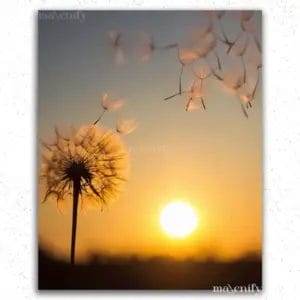 Dandelion in the Sunset