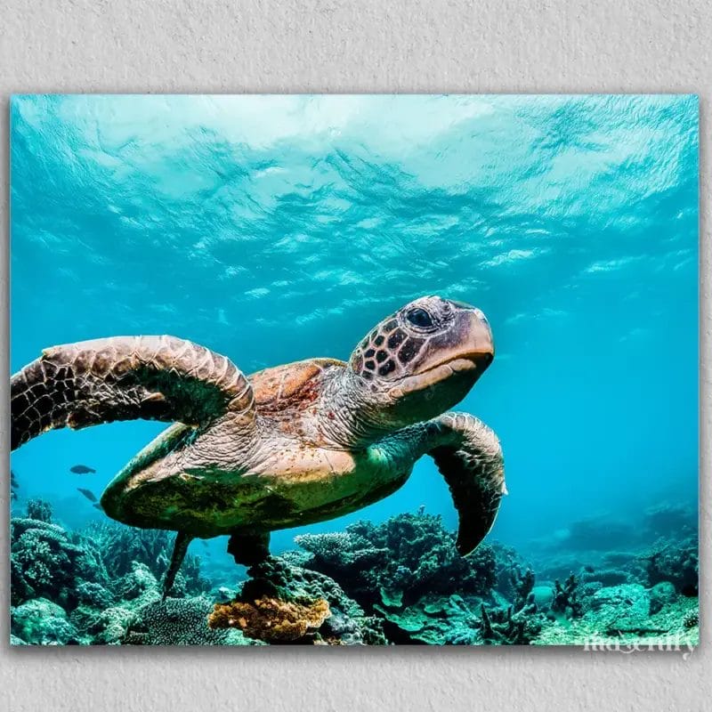 Turtle