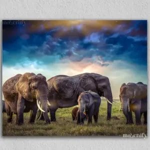 Elephants