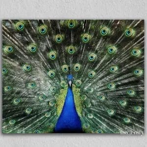 The Peacock