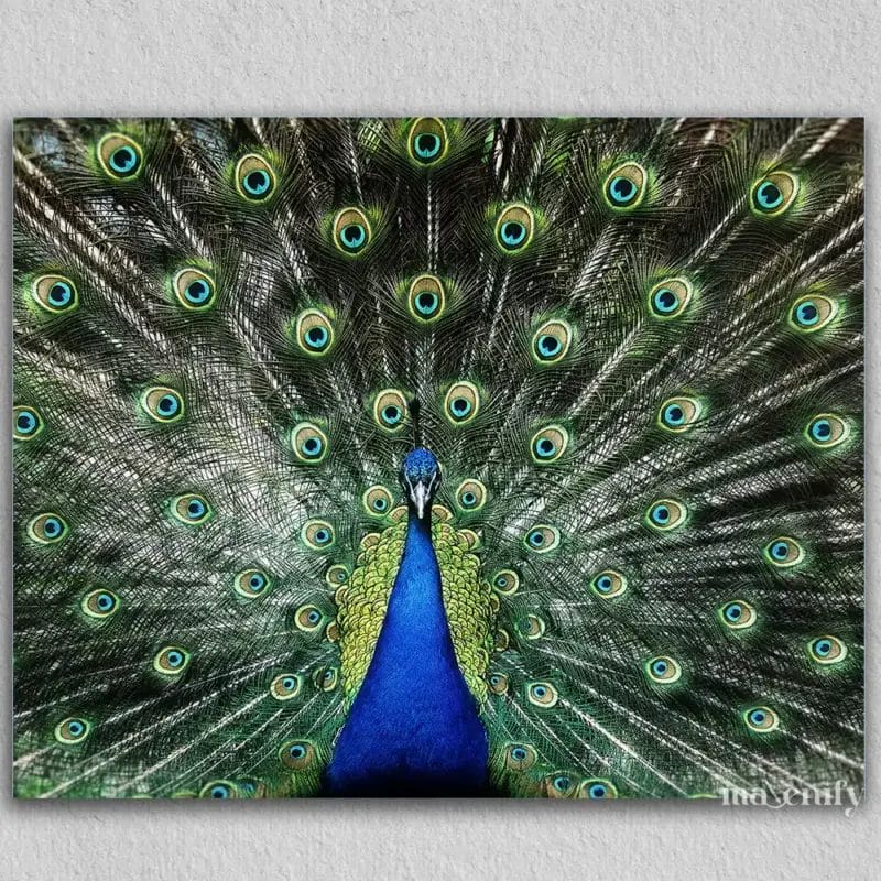 The Peacock