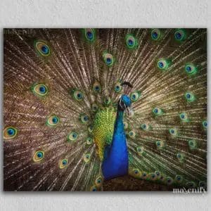 Happy Peacock