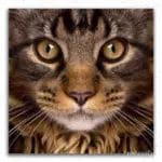 Cat Eyes