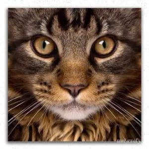Cat Eyes