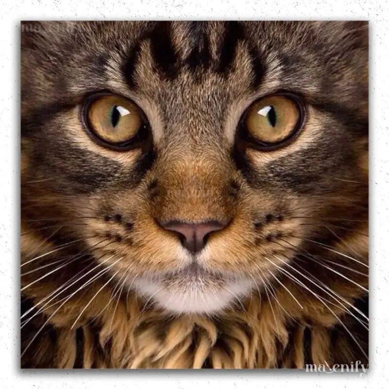 Cat Eyes
