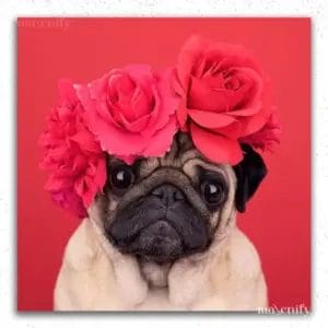 Roses and Dog