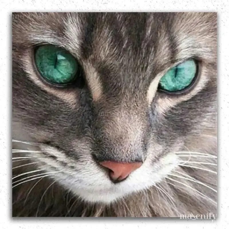 Green Eyes Cat