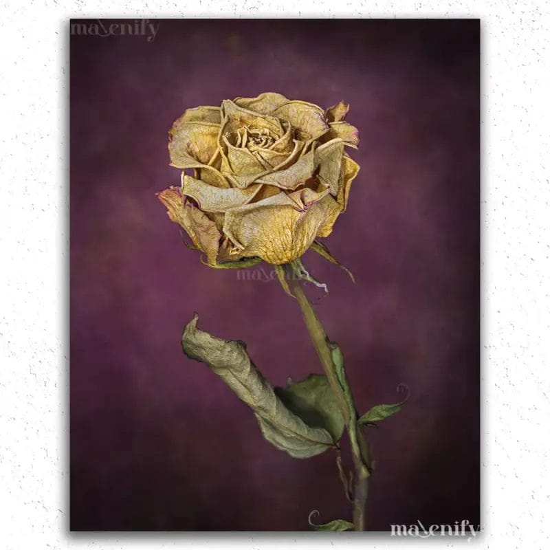 The Golden Rose - Paint by Numbers