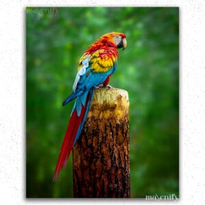 Colorful Parrot