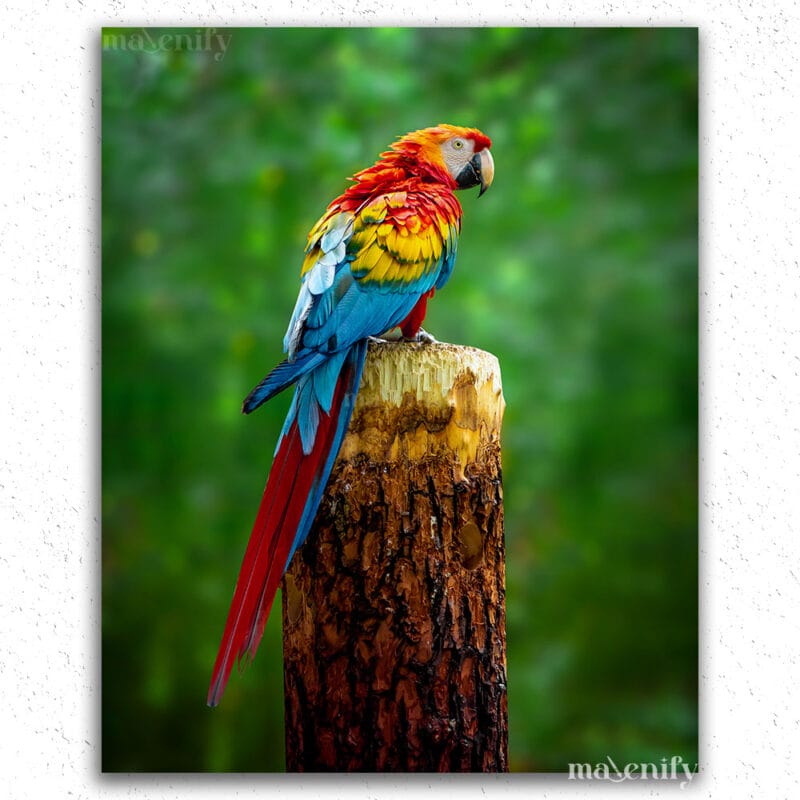 Colorful Parrot