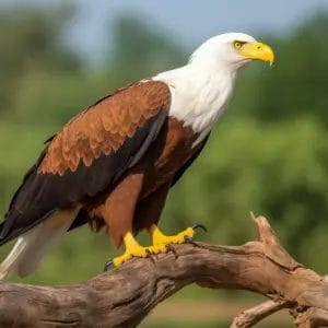 Eagle