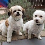 Custom Pet Portrait Paint by Numbers: Turn Your Furry Friend in Artwork photo review