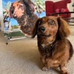 Custom Pet Portrait Paint by Numbers: Turn Your Furry Friend in Artwork photo review