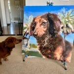 Custom Pet Portrait Paint by Numbers: Turn Your Furry Friend in Artwork photo review