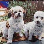 Custom Pet Portrait Paint by Numbers: Turn Your Furry Friend in Artwork photo review