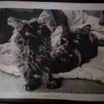 Custom Paint by Numbers Kit | Your Photo on Canvas | Gift Idea photo review